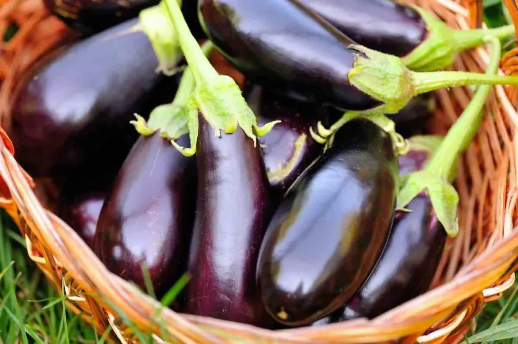 How to prepare eggplant for baking